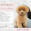 スタッフの幸せが犬達の幸せ！犬が疲れないトリミング技法で幸せな空間を一緒に作りましょう！