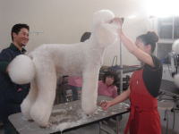 4 Dogs Grooming Academy
