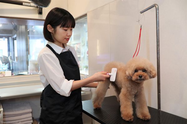 トリマー求人情報 トリマーの情報 コミュニティサイト トリマージェイピー