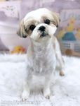 ＜オープニングトリマー募集＞給与23万円~30万円！福利厚生完備◎駅チカ＆社保完備で働きやすい職場！