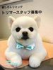 【駅から徒歩１分！募集中】マッサージを取り入れた癒しのトリミングでドッグスタイリスト目指しませんか？