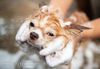 【パート・アルバイト トリマー募集】あいはら犬猫病院