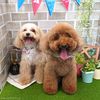 【秦野市鶴巻】動物病院のトリマーさん パート・正社員【駅から徒歩８分】